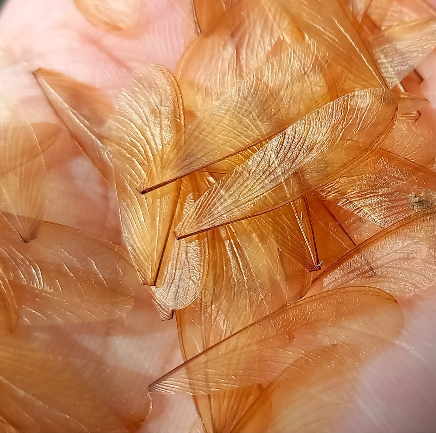 Termite wings in house