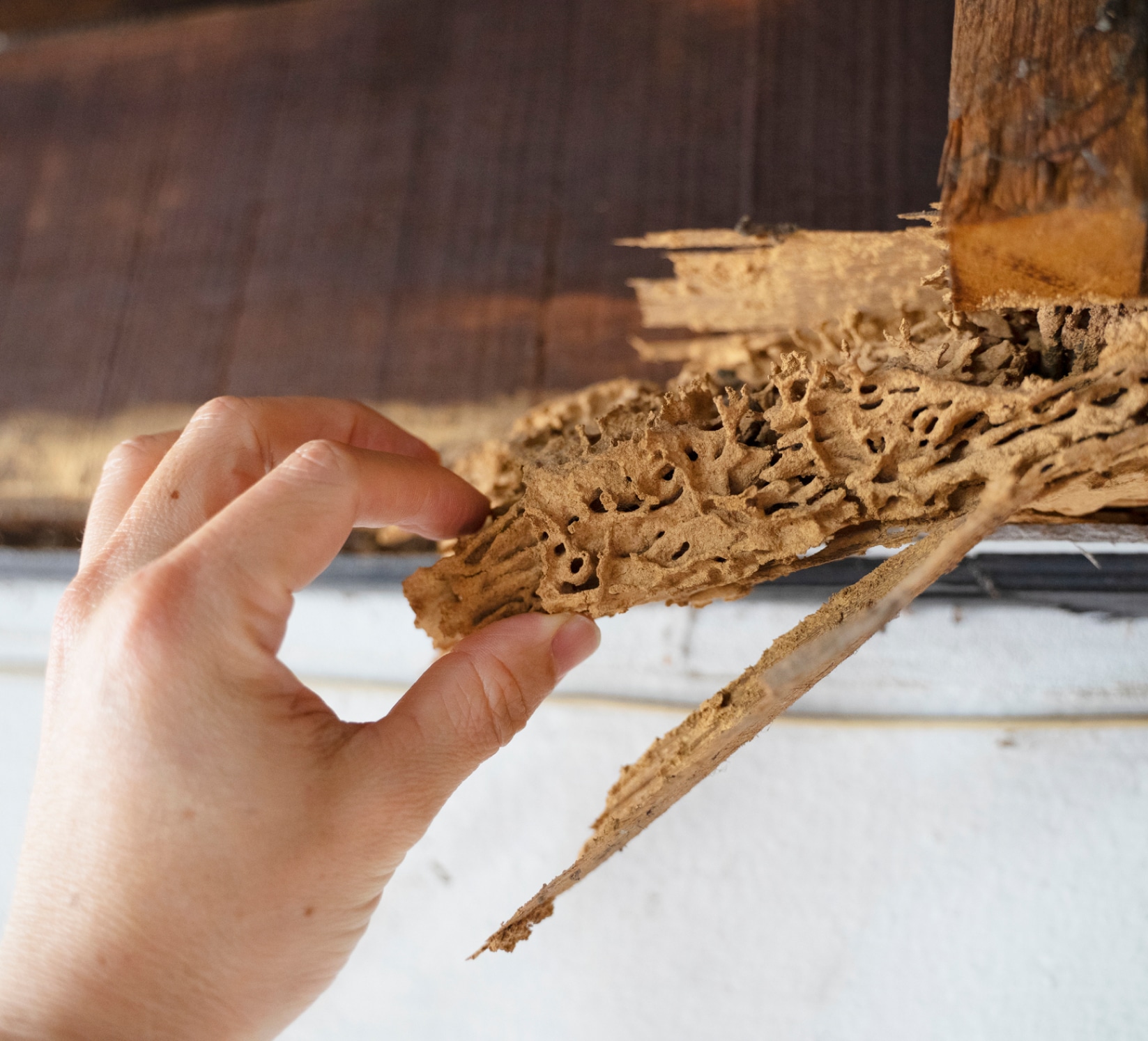 Termite-damaged wood in a house