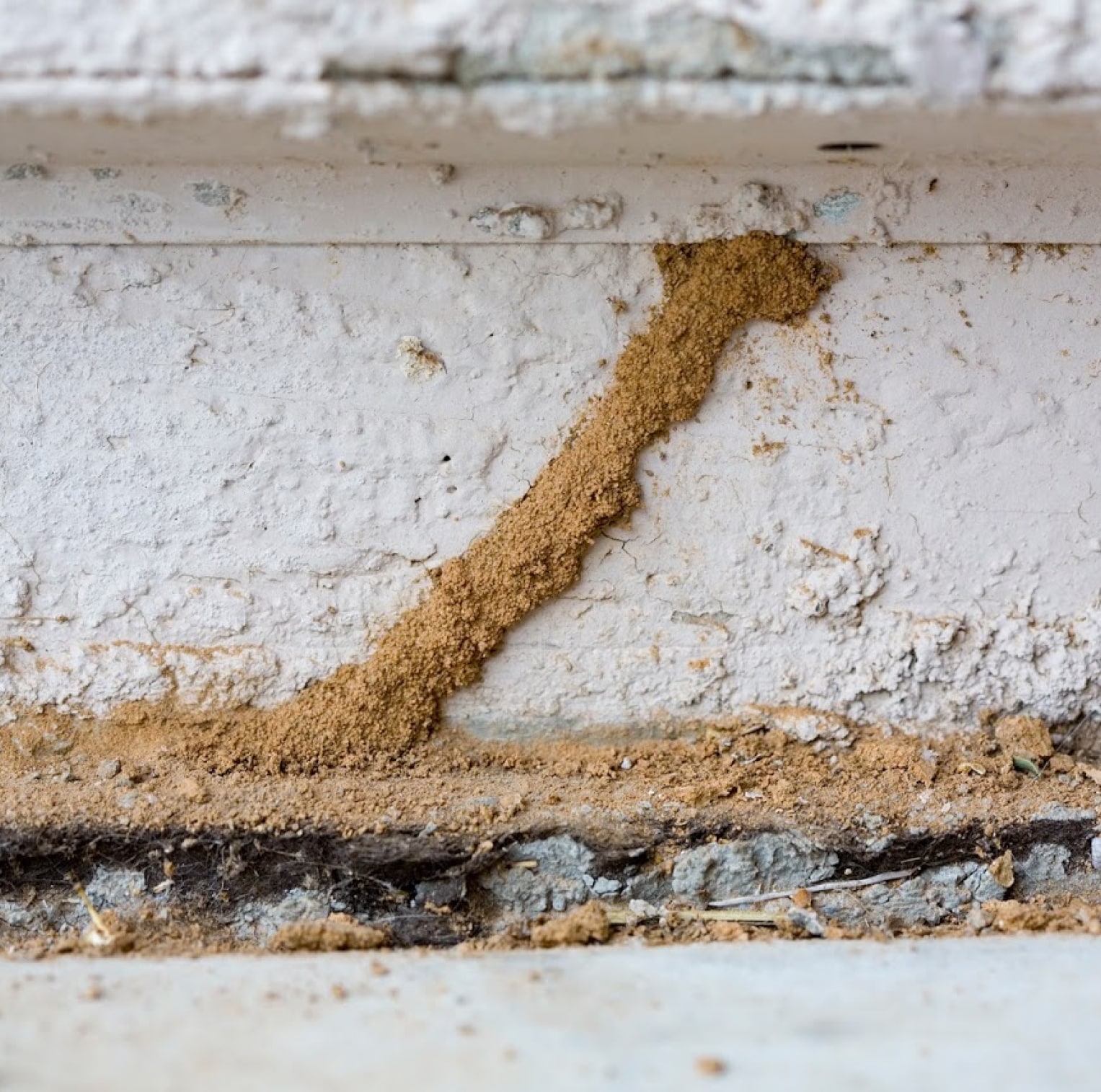 Termites mud in house